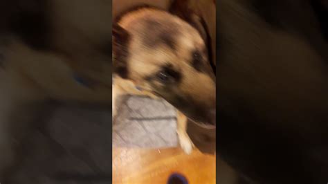 Crazy Dog Tries To Attack Me Youtube