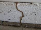 Photos of Termite Dust Treatment