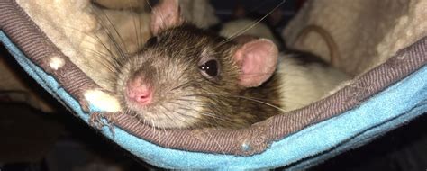 However, it is better to be safe than sorry when it comes to black widows. How Much Does Rat Removal Cost?