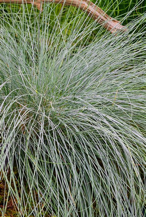 Blue Fescue Grass Festuca Idahoensis Stony Creek Plant And Flower Stock