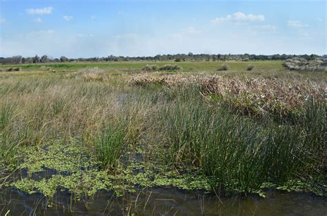 Marsh Wetlands Background Stock 0344 Orig By Annamae22 On Deviantart