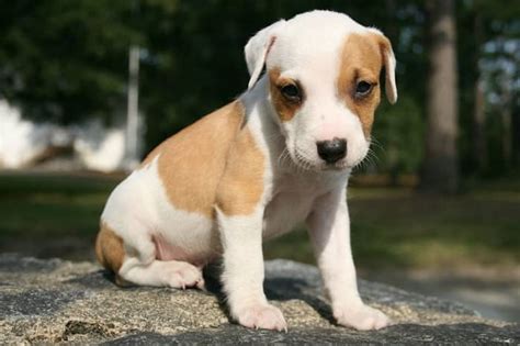 How To Teach A Puppy To Sit Stay And Wait Pethelpful
