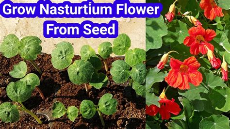How To Grow Nasturtium Flower Plant From Seed Winter Flower How To