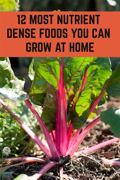 12 Most Nutrient Dense Foods You Can Grow At Home Most Nutrient Dense