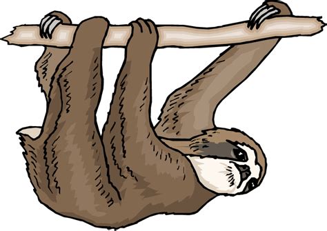 Rainforest Sloth Clip Art