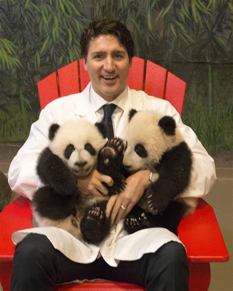 Toronto Zoo Begins Public Display Of Baby Giant Pandas