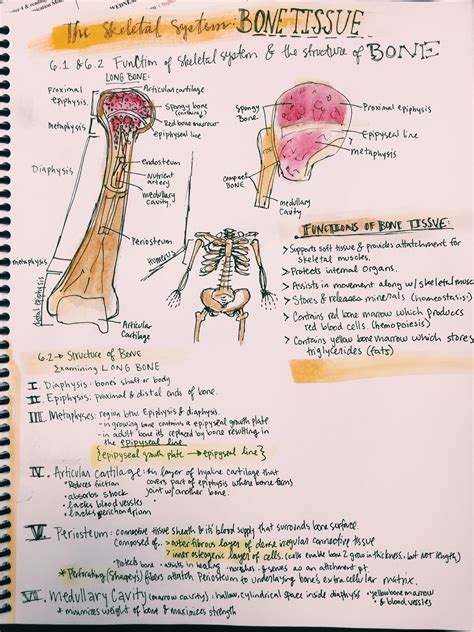 Bones And Bone Tissue Notes From Meriub Medicine Notes Medical