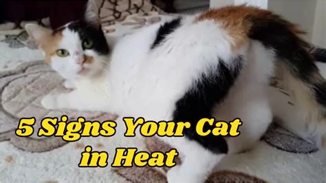 In addition to the noises, a cat in heat will also seek out attention they love to be pet and stroked, especially down their backs and hindquarters. 5 Signs Your Cat in Heat - YouTube