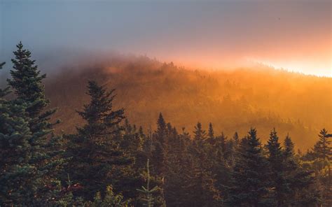 Download Wallpaper 3840x2400 Spruce Forest Trees Fog Sunset 4k