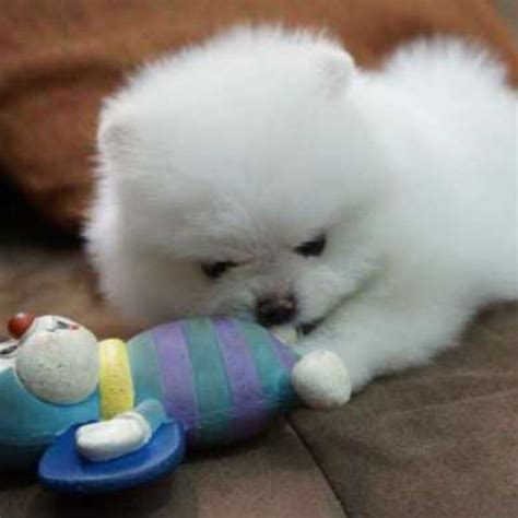 Find the perfect puppy for sale in baltimore, maryland at next day pets. Maryland Adorable white pomeranian puppy for free adoption ...