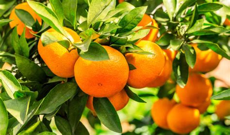 Oranger Variétés Plantation Culture Et Entretien Jardiland