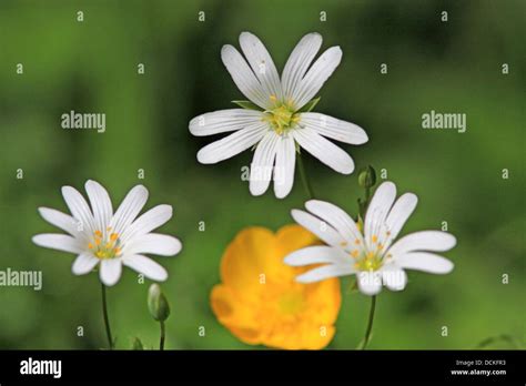 British Wild Flower Stock Photo Alamy