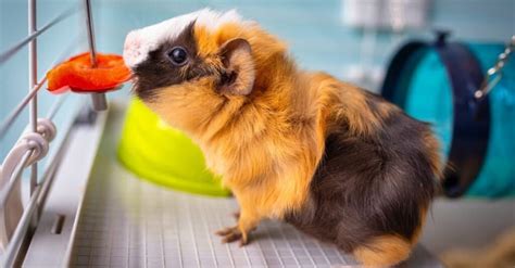 How Much Does A Guinea Pig Cost Per Year Az Animals