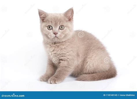 Gray Kitten Sitting And Looking At The Camera Stock Image Image Of