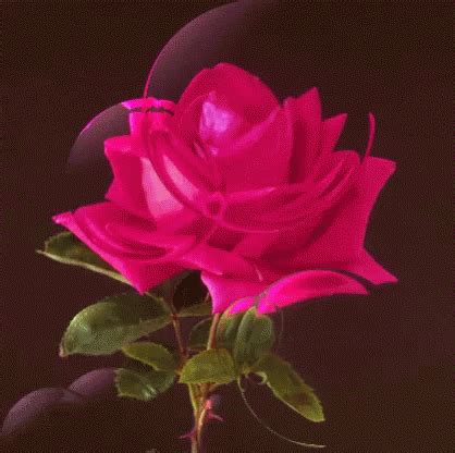 Pink Rose Gif Pink Rose Animation Descubrir Y Compartir Gifs