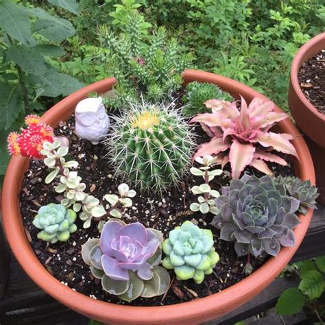 Espoma's organic cactus mix is the perfect blend for nourishing your palms, citrus and cactuses! Succulent Vs Cactus Soil - Best Succulent Ideas