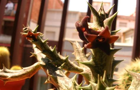 Flores De Caralluma Hesperidium