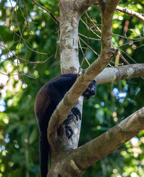 Curú Wildlife Refuge Costa Rica Ph0t0j0urnalist Flickr