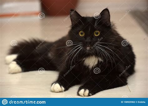 Black And White Beautiful Sleek Fluffy Cat Stock Photo Image Of