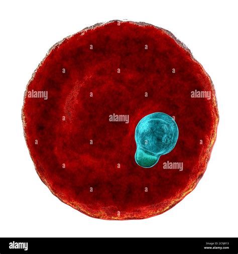Plasmodium Malariae Protozoan Dentro De Los Glóbulos Rojos Ilustración