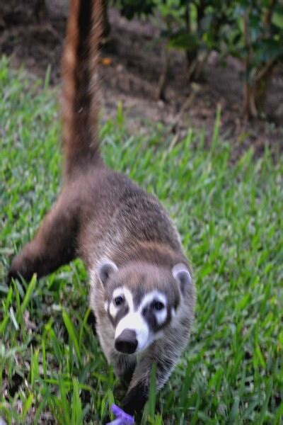 Kudamundi Or Mexican Raccoon Wildlife In Mexico