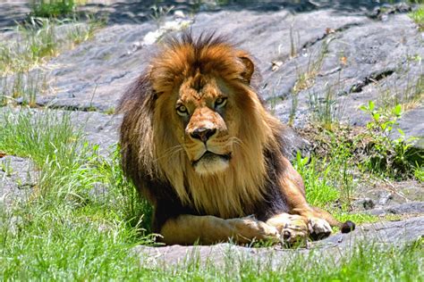 Lion Bronx Zoo Stuart Konecky Flickr