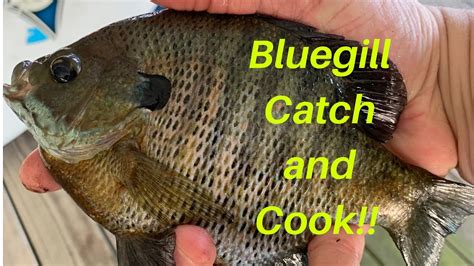Check spelling or type a new query. Bluegill fishing Catch and Cook Fish Tacos!! - YouTube