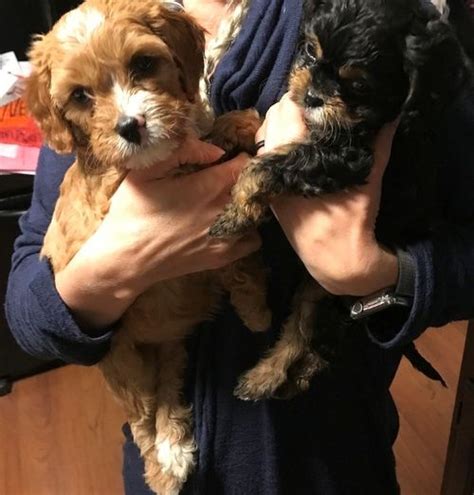 Browse thru our id verified puppy for sale listings to find your perfect puppy in your area. Cavapoo Puppies For Sale | Beverly Hills, CA #294612