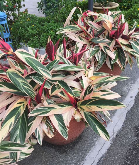 Stromanthe Sanguine A Tricolor Ginger Trees To Plant Container