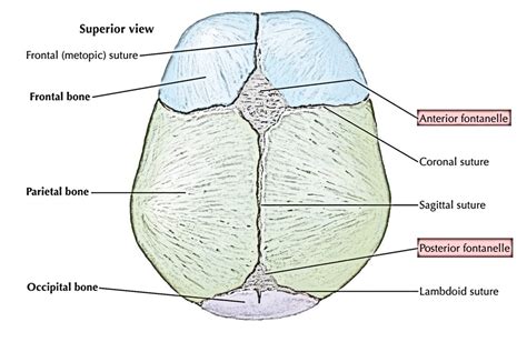 Canine Parietal Bone Brain Anatomy