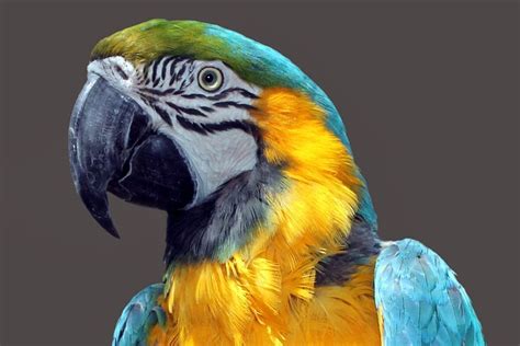 Parrot Era Bird Free Photo On Pixabay Pixabay