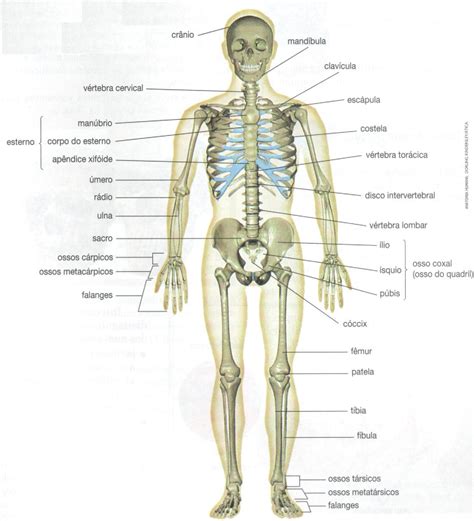 Lista Foto Esqueleto Humano Dibujo Y Sus Partes Mirada Tensa