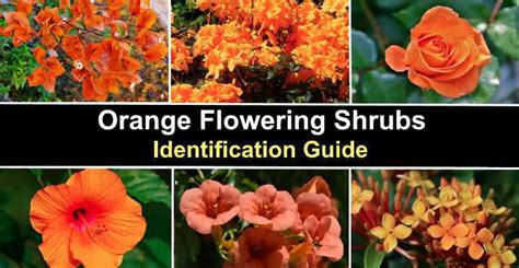 20 Orange Flowering Shrubs With Pictures Identification Guide