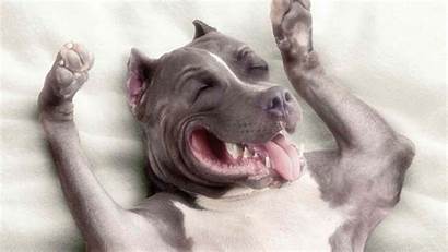 Pitbull Dog Pit Wallpapers Bull American Terrier