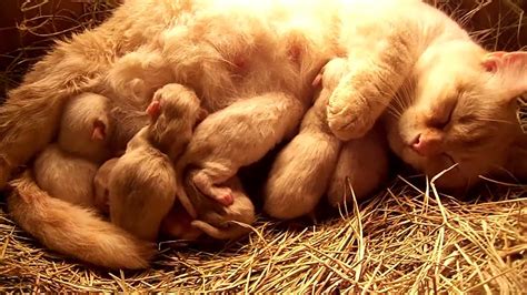 Pinky And Her Newborn Munchkin Kittens 2 20 12mp4 Youtube