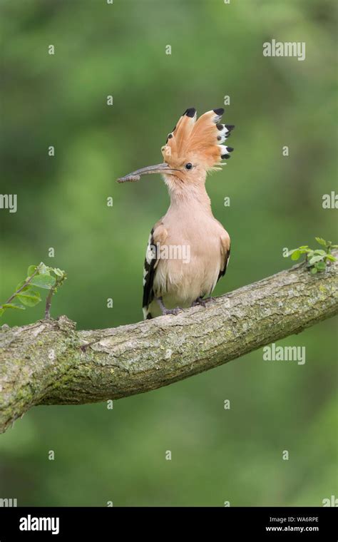 Hoopoe Bird With Insect In Beak Upupa Epops Stock Photo Alamy