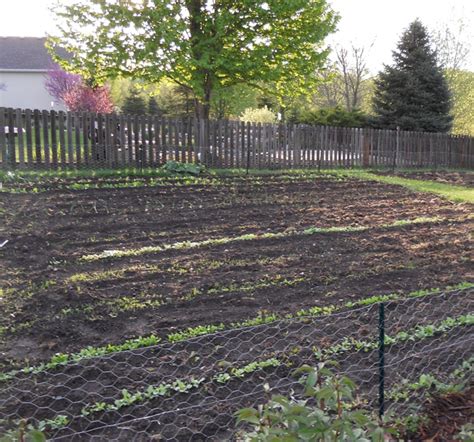 Early Spring Vegetable Garden Actions Horticulture And