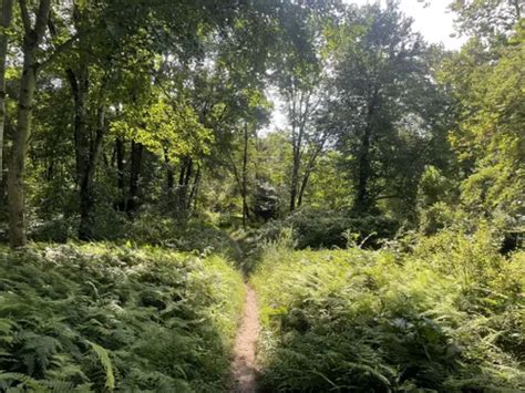 2023 Best Forest Trails In Enfield Alltrails