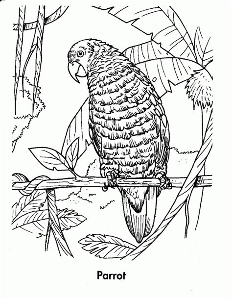 Tropical Rainforest Animals Coloring Pages Sketch Coloring Page