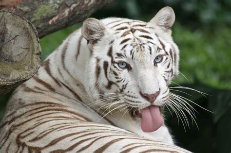 The Caretakers Of These Abandoned White Tigers Are A Hot Topic Of