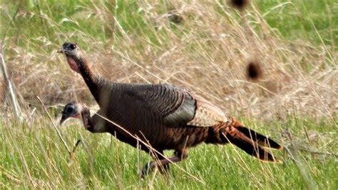 Great Outdoors Ohios Fall Turkey Harvest Remains Modest Sandusky