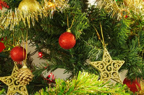 Free Images Branch Produce Evergreen Holiday Fir Decor