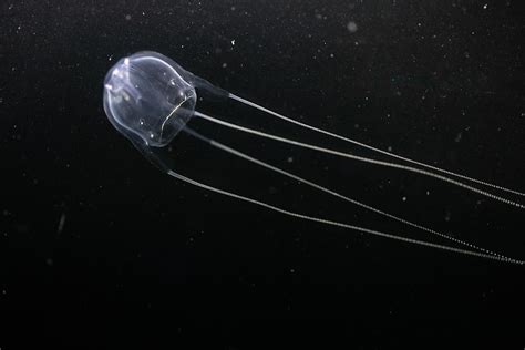The Irukandji Jellyfish A Very Small But Very Venomous Species Of