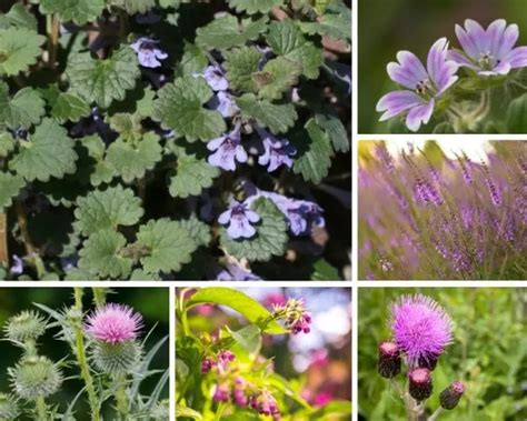 Weeds With Purple Flowers Complete Guide For Identification The