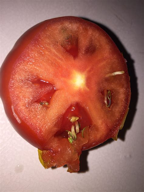 The Way The Seeds Started Sprouting Inside The Tomato Rmildlyinteresting