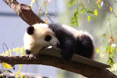 Lazy Panda Wallpapers Top Free Lazy Panda Backgrounds Wallpaperaccess