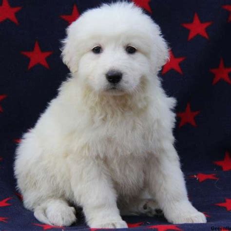 This italian native was used to herd sheep in the mountains and plains in maremma, italy and gets its name from there. Maremma Sheep Dog Puppies For Sale | Greenfield Puppies