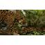 Jungle Animals Feline Jaguars Wallpapers HD / Desktop And Mobile 