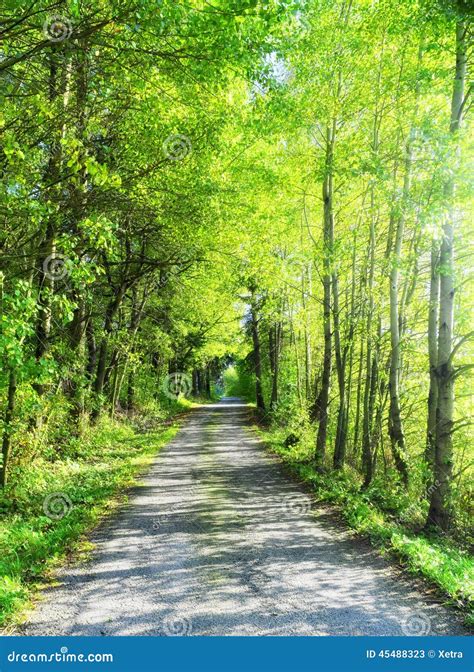Summer Path With Trees Stock Image Image Of Forest Environment 45488323