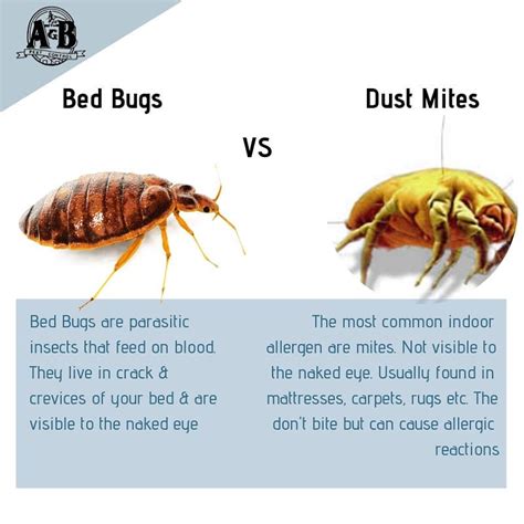 Bed Bugs Vs Dust Mites Aandb Pest Control Facebook